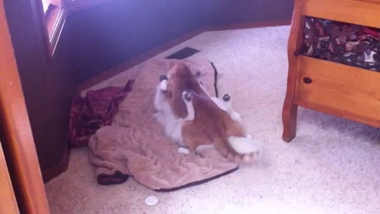 Hund und Katze beim Wrestling