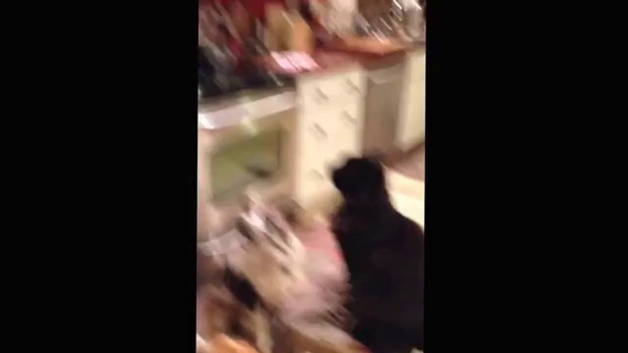 Hund und Katze Teamwork Popcorn-Trick