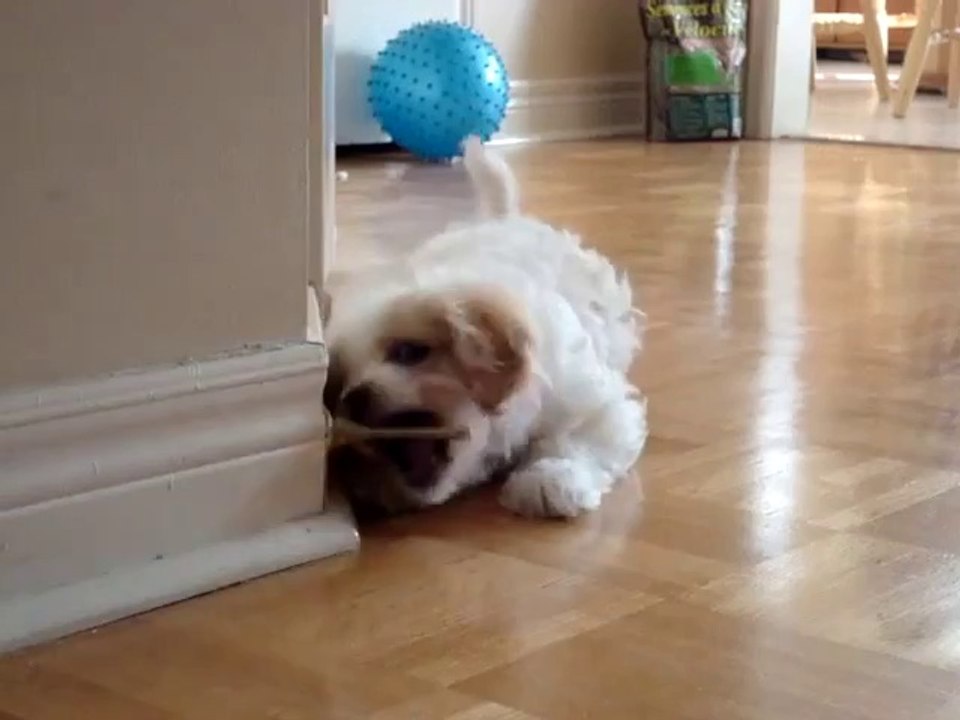 Hündchen entdeckt den Türstopper