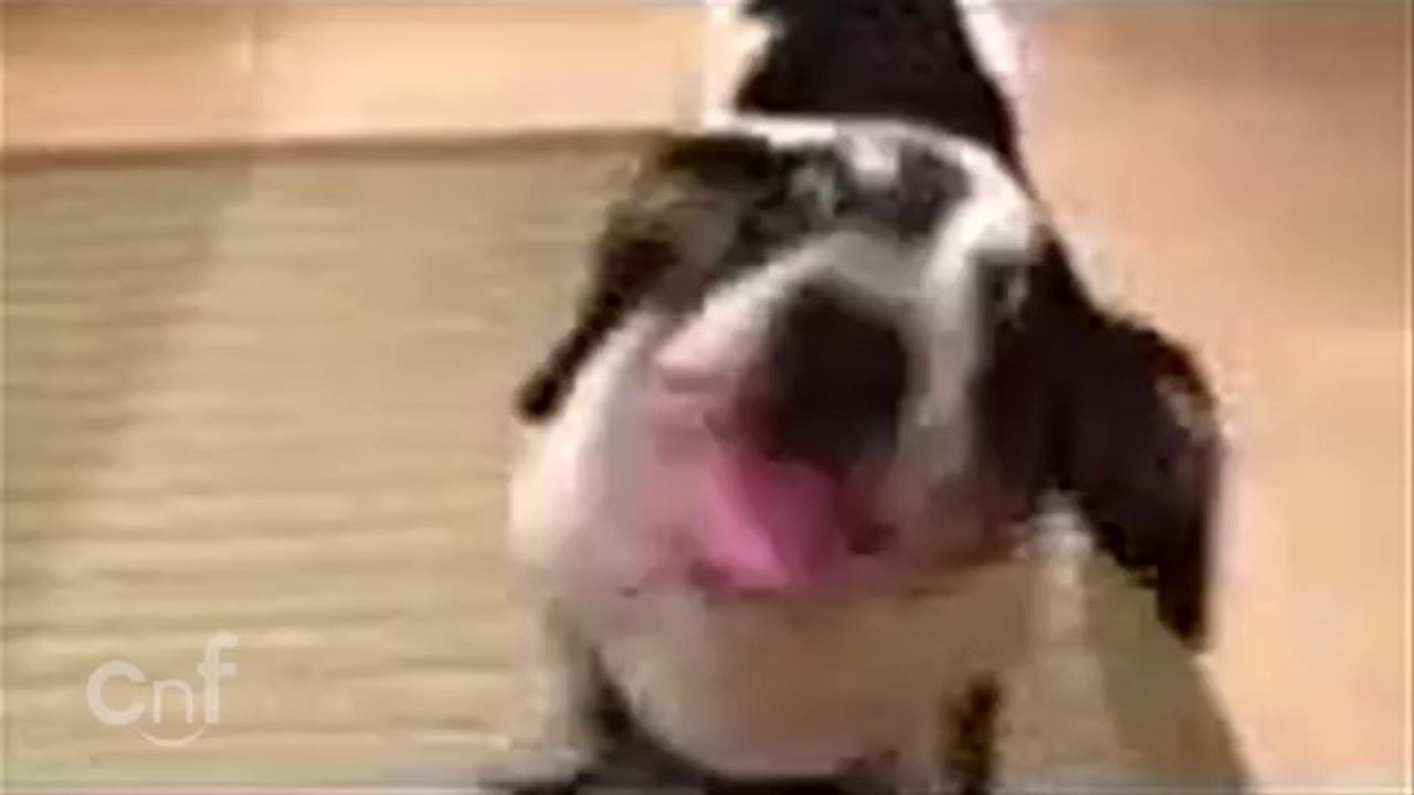 Hündchen genießt die Erdnussbutter