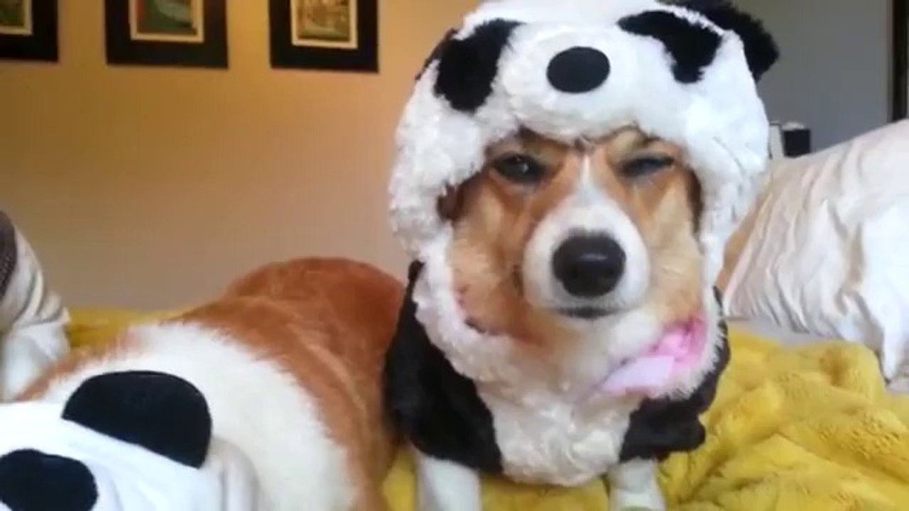 Hündchen hassen ihre Kostüme