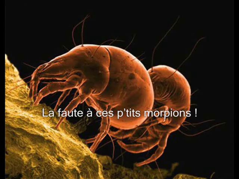 Tous les acariens