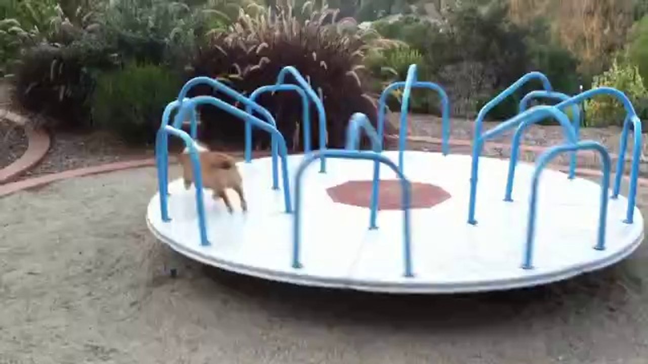 Hündchen im Karussell