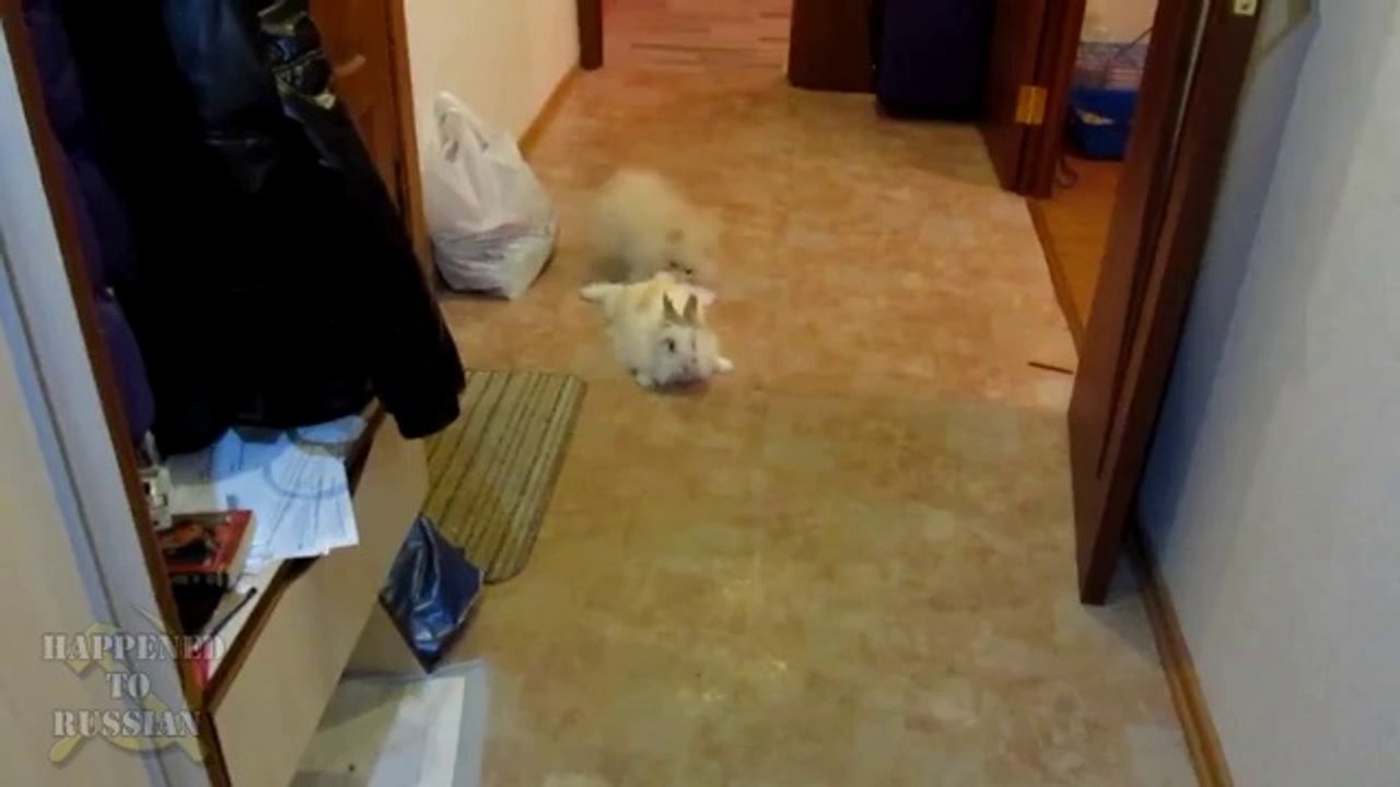 Hündchen schleift ein Kaninchen mit sich rum