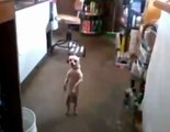 Chihuahua qui danse la salsa