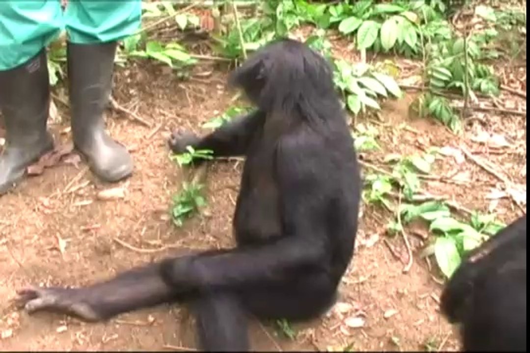 Des bonobos à Science et Vie Junior - Episode 4