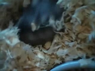 Notre Hamster KGB 🐹