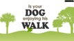 Is your Dog enjoying his walk ?
