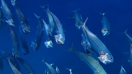 Silver Mackerel in the Red Sea