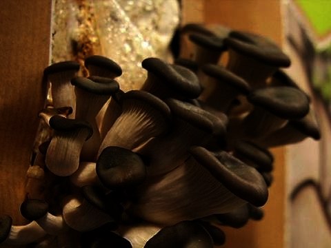 Yvelines: une entreprise cultive des champignons dans des conteneurs – 26/02