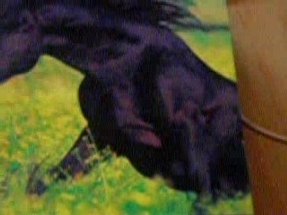 ma passion les chevaux