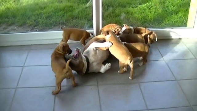 99ème vidéo La maman et ses petits staffies de la 14ème portée de Staffordland 1.2