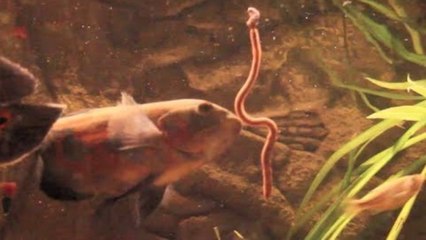 Tiger Oscar Feeding Video / MyGunFreak`s Channel