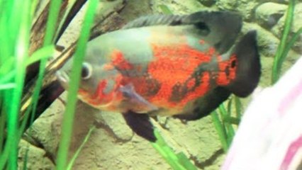 Tiger Oscar community Tank - 500 Liter / MyGunFreak`s Channel