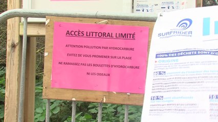 Célà tv Le JT - Des milliers d'oiseaux échoués et des boulettes de pétrole sur les plages