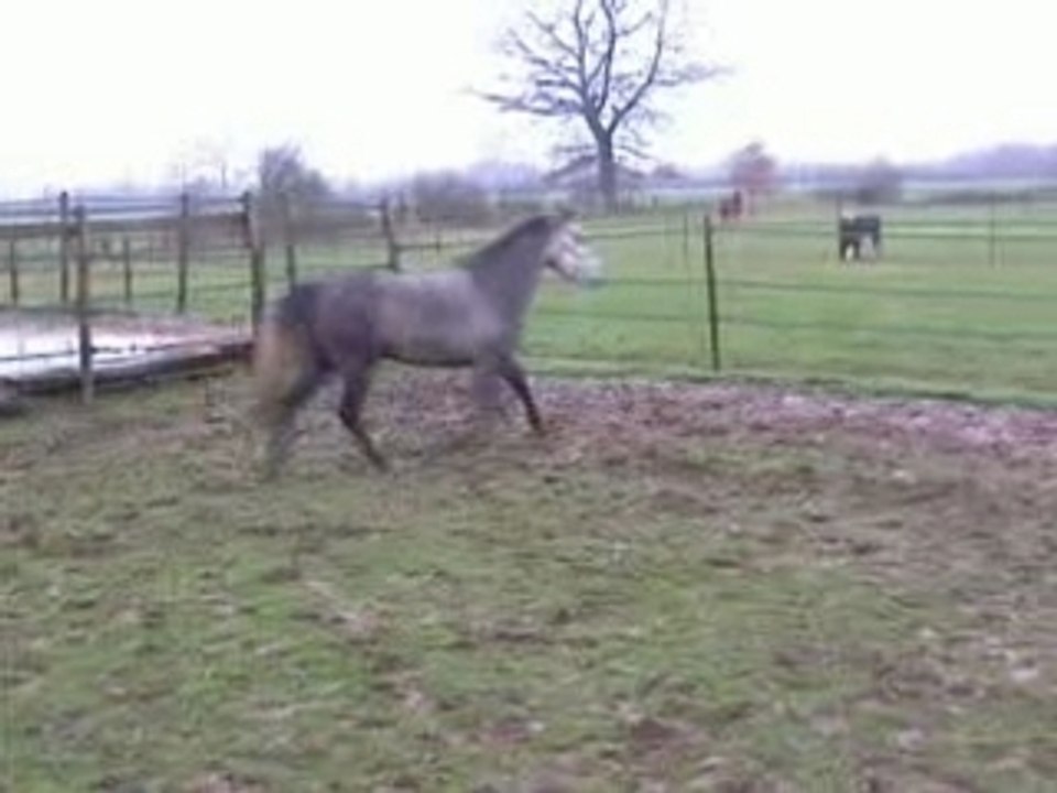Pingala, elevage poneysdugite.com