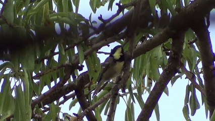 Mésange Noire - Tijirbeṭṭ tubrikt - قرقب أكحل - à Guenzet