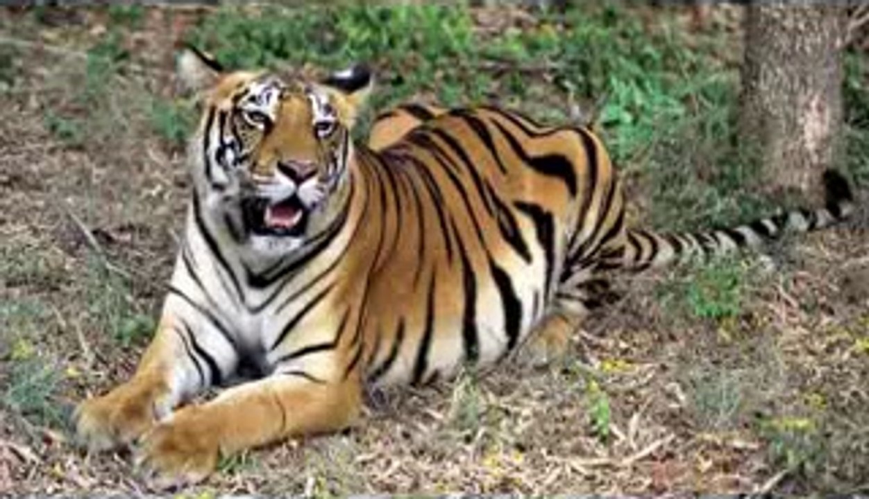 WWF-India