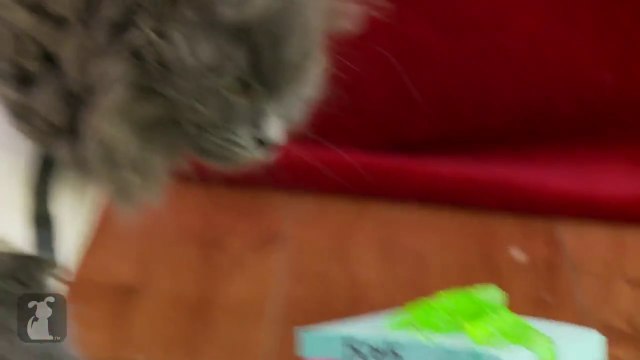 'Ghostbusters' Recreated By Kittens - tribute to Harold Ramis