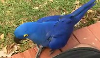 amazing  Parrot brids world's Videos