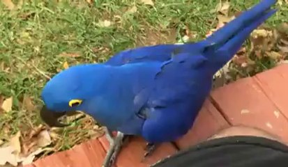 amazing  Parrot brids world's Videos