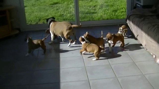 101ème vidéo La maman et ses petits staffies de la 14ème portée de Staffordland