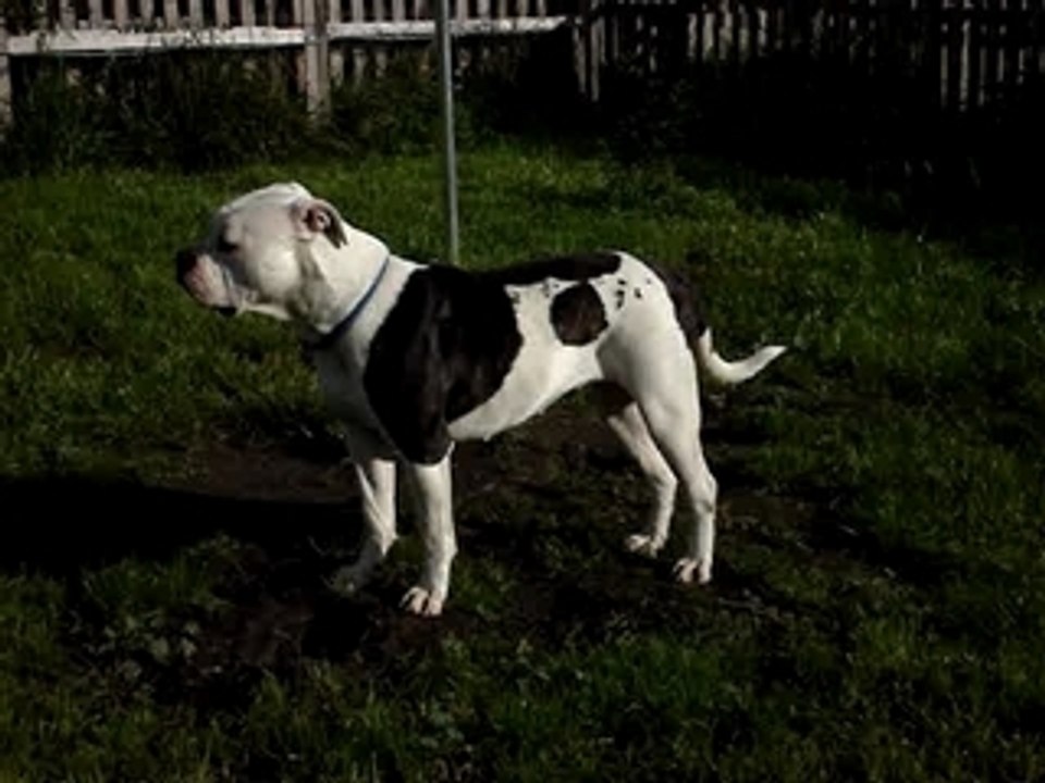 American Beauty  (13 novembre 06)