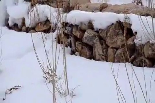 Beyaz kürklü gelincik güzelliğiyle büyülüyor