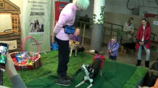Выставка - ярмарка приютских собак фонда 