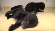 Des bébés Ours trop mignon au Zoo de l'Oregon!