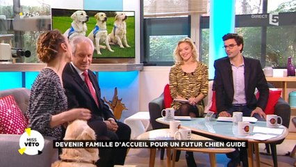 Devenir famille d’accueil pour un futur chien guide
