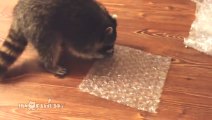 Raccoon Loves Popping Bubble Wrap As Much As We Do