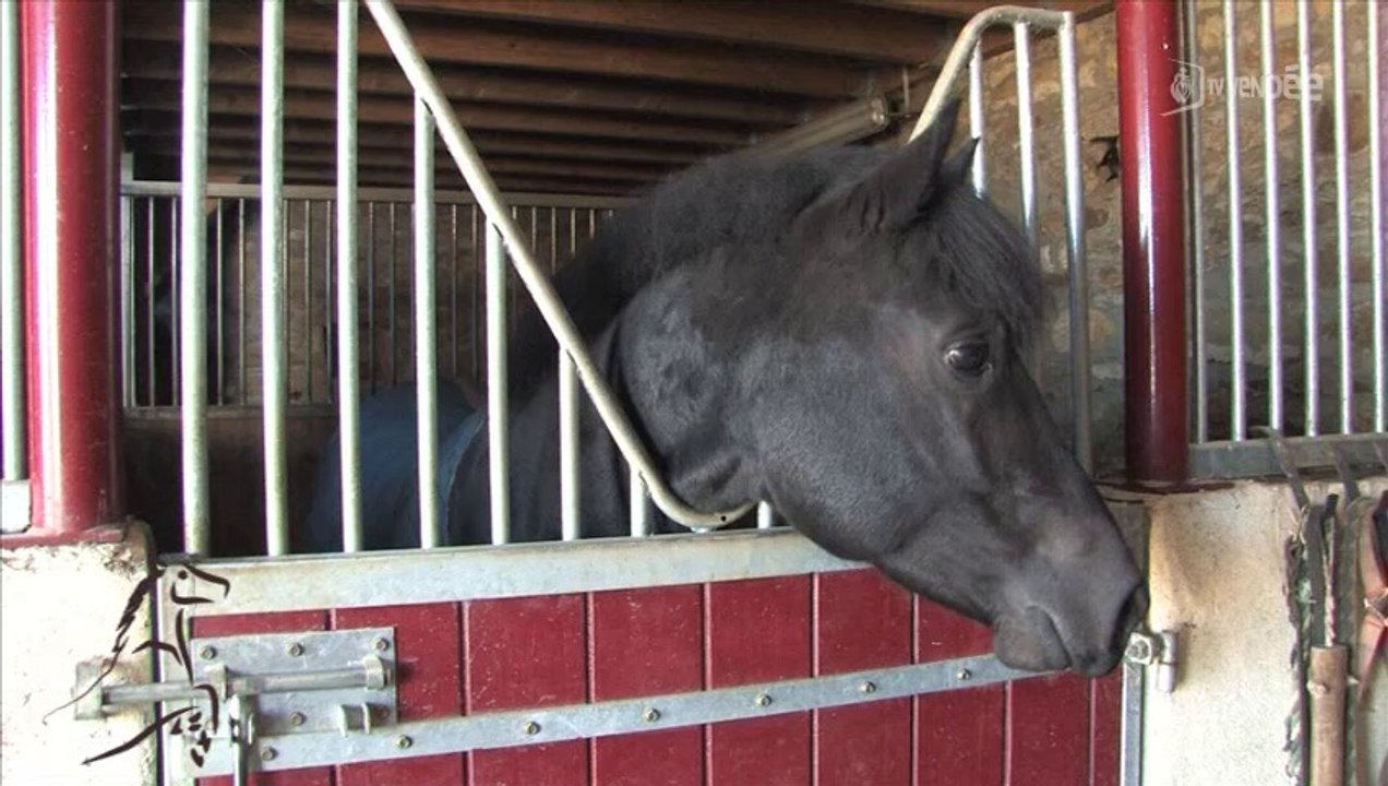 Cavalcades : Le poney francais de selle