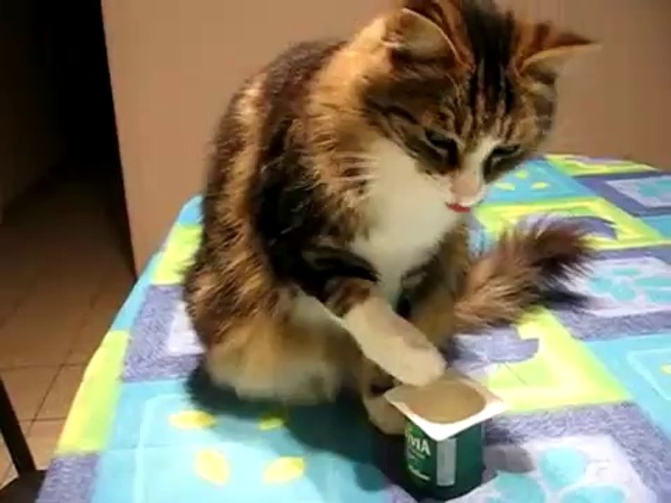 Chat mange Yaourt