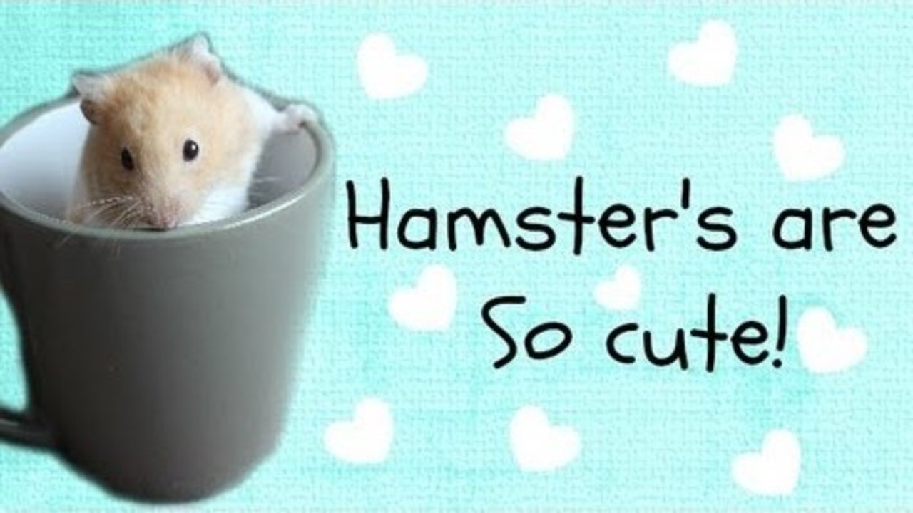 Hamster's are so cute! | Vlogs