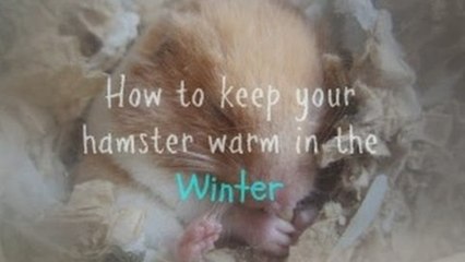How to keep your hamsters warm in the winter!