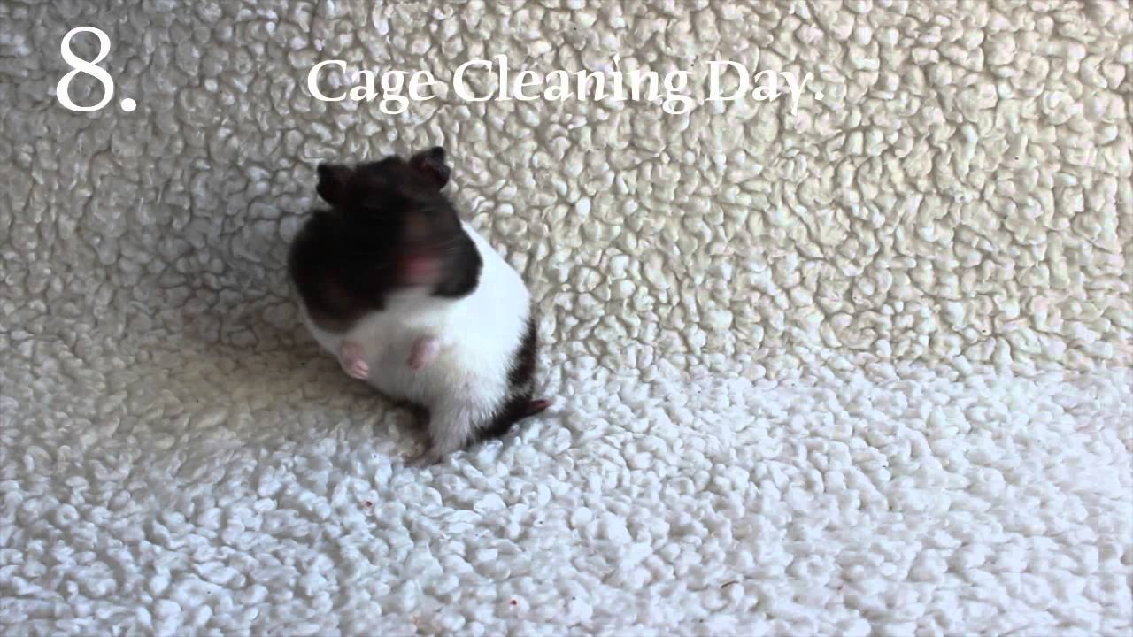 HAMSTER OWNER HAPPINESS