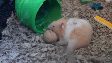 Peach and the Walnut! (Featuring Wasabi)