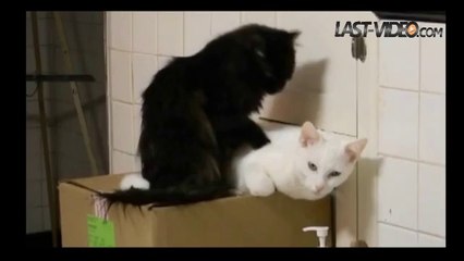 Ce chat prodigue un massage relaxant à un autre chat