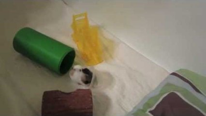 Baby Hamster Care :: Part 2 (weaned / Recently weaned)