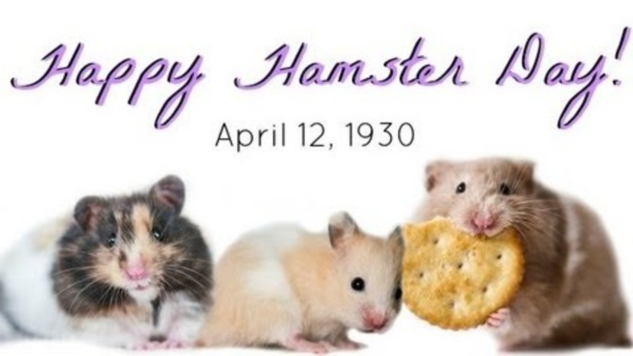 Happy Hamster Day!