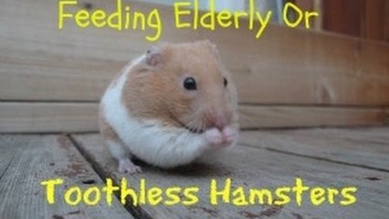 Feeding Elderly Or Toothless Hamsters
