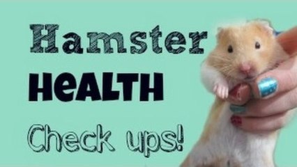 Hamster Health Check ups
