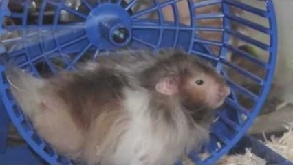 My Past and Present hamsters