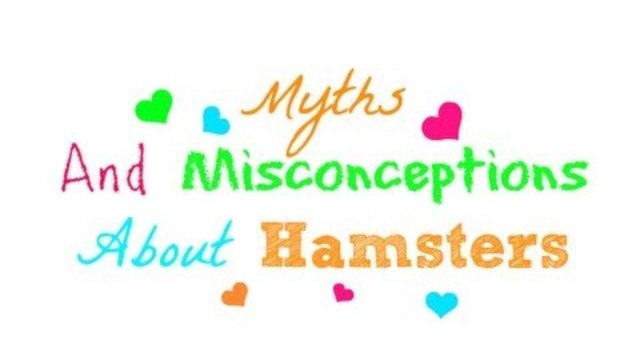 Hamster Myths and Misconceptions