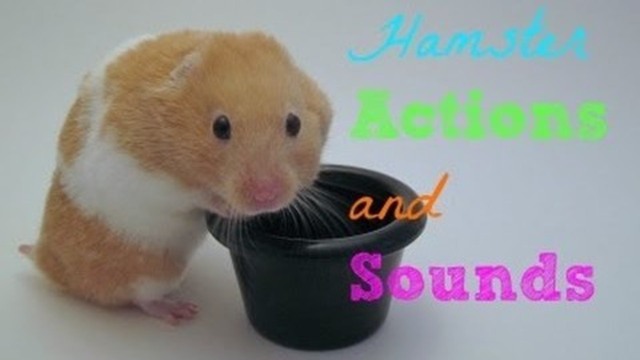 Hamster Actions and Sounds