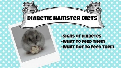 Diabetic Hamster Diets