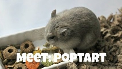 MEET POPTART!