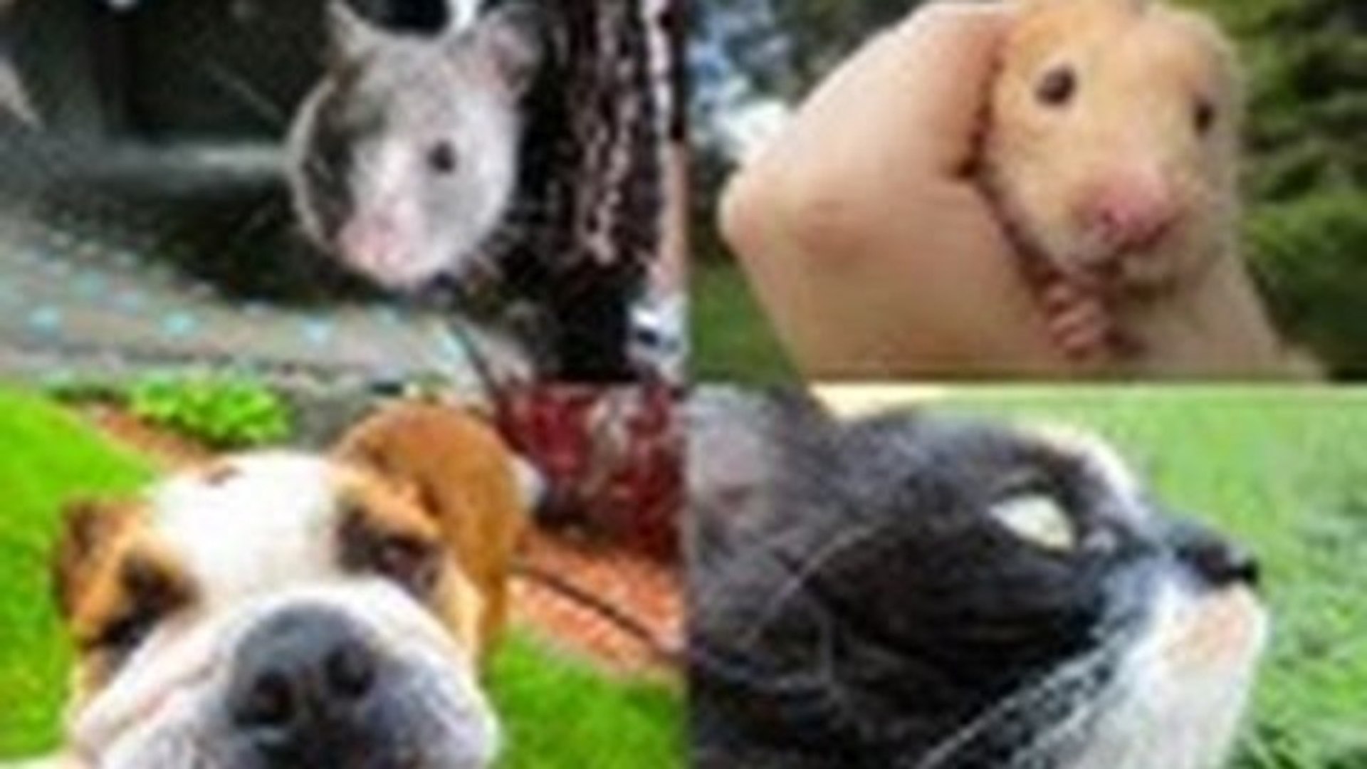 ⁣Updated All about my pets!