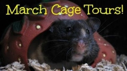 CAGE TOURS | March 2013